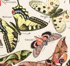 Papillon Poster Papillon Poster